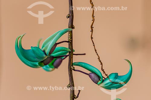  Detalhe de trepadeira Jade (Strongylodon macrobotrys) em pico de florada - jardim de residência na zona rural da cidade de Guarani  - Guarani - Minas Gerais (MG) - Brasil