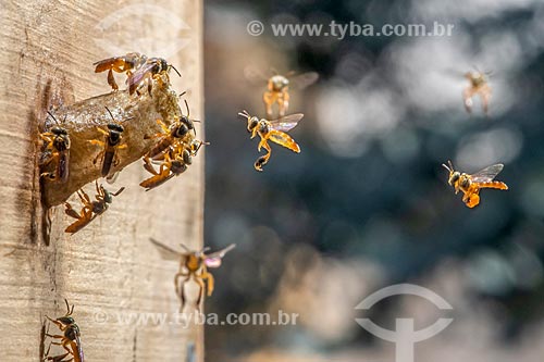  Detalhe de abelhas jataí (Tetragonisca angustula) - sem ferrão  - Paraná (PR) - Brasil