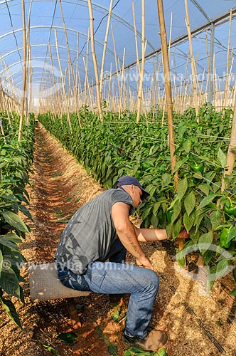  Trabalhador rural - plantação de pimentão em estufa  - Mirassol - São Paulo (SP) - Brasil