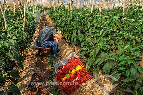  Trabalhador rural colhendo pimentão em estufa  - Mirassol - São Paulo (SP) - Brasil