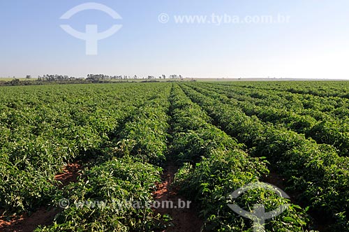  Plantação de tomate irrigada com sistema de gotejamento  - José Bonifácio - São Paulo (SP) - Brasil