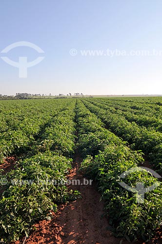  Plantação de tomate irrigada com sistema de gotejamento  - José Bonifácio - São Paulo (SP) - Brasil