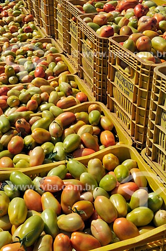  Detalhe de engradados de tomate durante a colheita  - José Bonifácio - São Paulo (SP) - Brasil