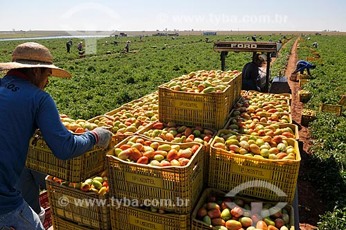 Transporte de engradados de tomate em trator durante colheita de tomate  - José Bonifácio - São Paulo (SP) - Brasil