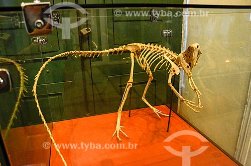  Esqueleto de Santanaraptor em exibição no Museu Nacional - antigo Paço de São Cristóvão  - Rio de Janeiro - Rio de Janeiro (RJ) - Brasil