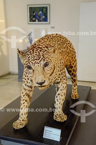  Onça pintada (Panthera onca) empalhada em exibição no Museu Nacional - antigo Paço de São Cristóvão  - Rio de Janeiro - Rio de Janeiro (RJ) - Brasil