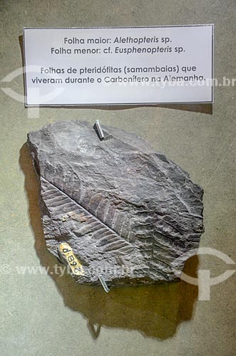  Detalhe de fóssil de vegetal em exibição no Museu Nacional - antigo Paço de São Cristóvão  - Rio de Janeiro - Rio de Janeiro (RJ) - Brasil