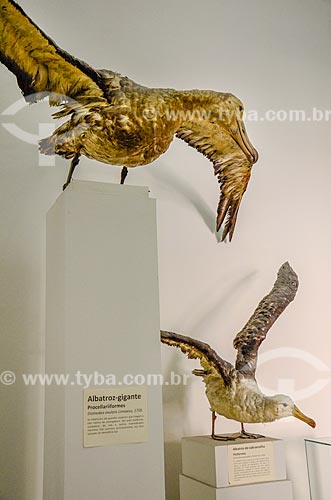  Albatroz e Albatroz-de-sobrancelha (Thalassarche melanophris) empalhados em exibição no Museu Nacional - antigo Paço de São Cristóvão  - Rio de Janeiro - Rio de Janeiro (RJ) - Brasil