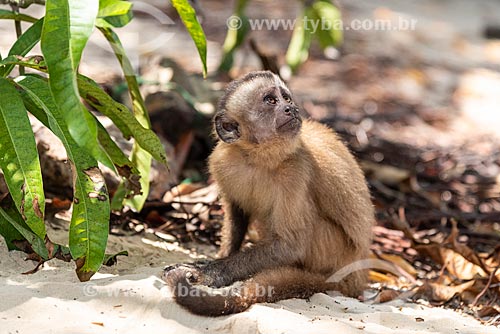  Detalhe de macaco cairara (cebus kaapori) no Parque Nacional dos Lençóis Maranhenses  - Barreirinhas - Maranhão (MA) - Brasil