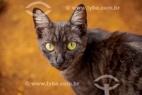  Gato doméstico  - Guarani - Minas Gerais (MG) - Brasil