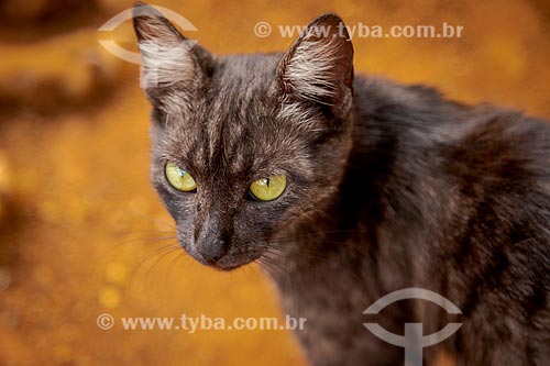  Gato doméstico  - Guarani - Minas Gerais (MG) - Brasil