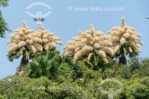  Floração da Palmeira Talipot (Corypha umbraculifera) - espécie trazida do Sri Lanka para o Parque do Flamengo por Roberto Burle Marx  - Rio de Janeiro - Rio de Janeiro (RJ) - Brasil