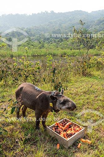  Anta (Tapirus terrestris) com colar GPS para monitoramento animal na Reserva Ecológica de Guapiaçu  - Cachoeiras de Macacu - Rio de Janeiro (RJ) - Brasil