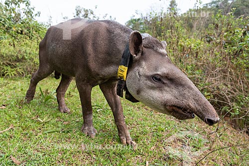  Anta (Tapirus terrestris) com colar GPS para monitoramento animal na Reserva Ecológica de Guapiaçu  - Cachoeiras de Macacu - Rio de Janeiro (RJ) - Brasil