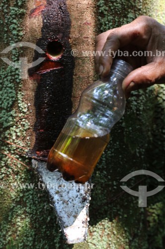 Extração de Óleo de Copaíba (Copaifera langsdorffii) - Reserva de Desenvolvimento Sustentável do Juma - Novo Aripuanã - Amazonas (AM) - Brasil