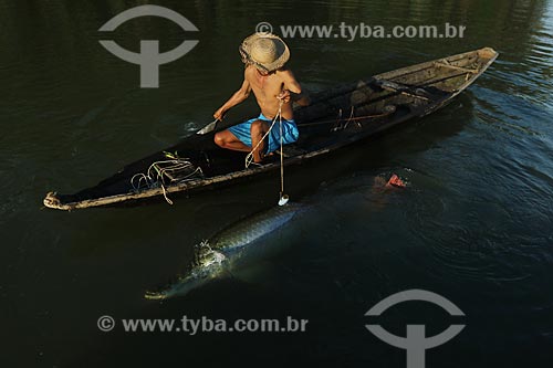  Pescador durante a Pesca do Pirarucu (Arapaima gigas) - Reserva de Desenvolvimento Sustentável Piagaçu-Purus  - Beruri - Amazonas (AM) - Brasil