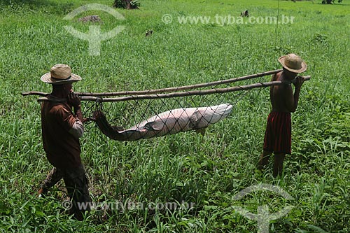  Pescadores carregando Pirarucu (Arapaima gigas) - Reserva de Desenvolvimento Sustentável Piagaçu-Purus  - Beruri - Amazonas (AM) - Brasil