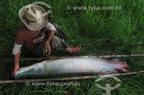  Pescador carregando Pirarucu (Arapaima gigas) - Reserva de Desenvolvimento Sustentável Piagaçu-Purus  - Beruri - Amazonas (AM) - Brasil