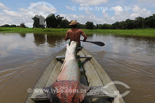  Pescador transportando Pirarucu em canoa durante a Pesca do Pirarucu (Arapaima gigas) - Reserva de Desenvolvimento Sustentável Piagaçu-Purus  - Beruri - Amazonas (AM) - Brasil