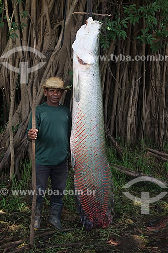  Pescador durante a Pesca do Pirarucu (Arapaima gigas) - Reserva de Desenvolvimento Sustentável Piagaçu-Purus  - Beruri - Amazonas (AM) - Brasil