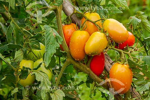  Plantação de tomate  - Guarani - Minas Gerais (MG) - Brasil