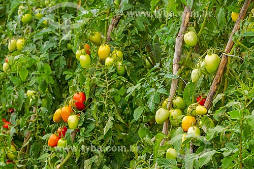  Plantação de tomate  - Guarani - Minas Gerais (MG) - Brasil