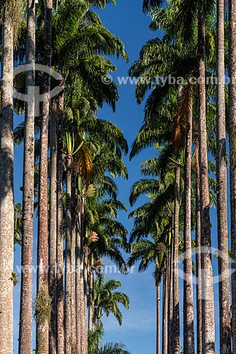  Palmeiras imperiais no Jardim Botânico do Rio de Janeiro  - Rio de Janeiro - Rio de Janeiro (RJ) - Brasil