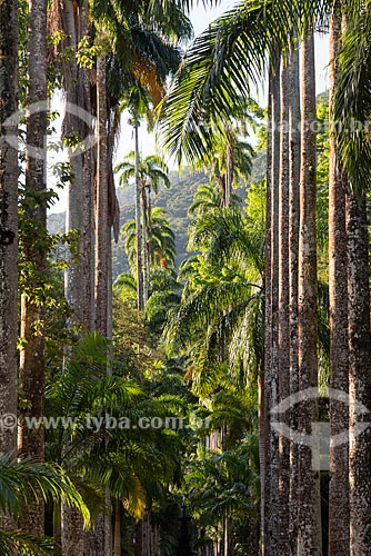  Vista da Alameda das Palmeira no Jardim Botânico do Rio de Janeiro  - Rio de Janeiro - Rio de Janeiro (RJ) - Brasil