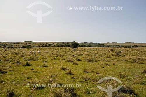  Paisagem com pastagens nativas e coxilhas dos campos sulinos  - Santana do Livramento - Rio Grande do Sul (RS) - Brasil