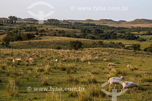  Rebanho ovino pastando nos campos sulinos - próximo à fronteira com o Uruguai  - Santana do Livramento - Rio Grande do Sul (RS) - Brasil