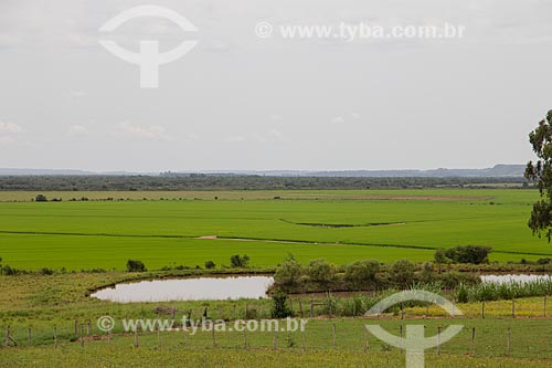  Plantação de arroz nos campos sulinos  - Manoel Viana - Rio Grande do Sul (RS) - Brasil