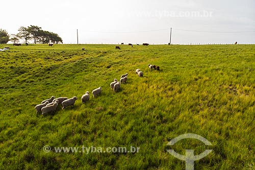  Foto feita com drone de rebanho ovino pastando nos campos sulinos  - Rosário do Sul - Rio Grande do Sul (RS) - Brasil