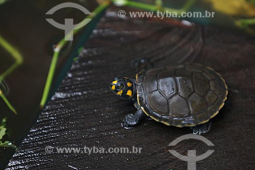  Tracajá ou Tartaruga da Amazônia (podocnemis unifilis) - Reserva de Desenvolvimento Sustentável Igapó-Açu  - Borba - Amazonas (AM) - Brasil