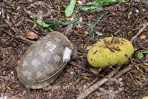  Tartaruga de pés amarelos com rastreador GPS em projeto de biologia na Floresta da Tijuca  - Rio de Janeiro - Rio de Janeiro (RJ) - Brasil