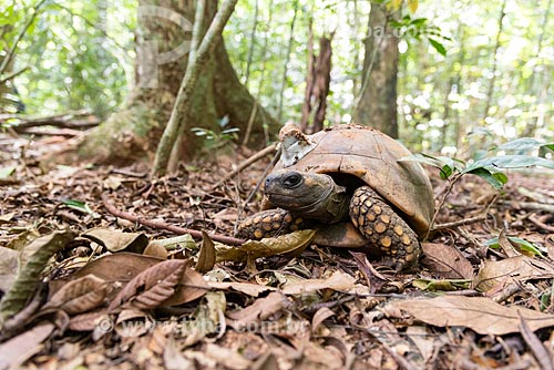  Tartaruga de pés amarelos com rastreador GPS em projeto de biologia na Floresta da Tijuca  - Rio de Janeiro - Rio de Janeiro (RJ) - Brasil