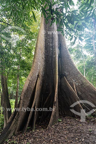  Sumaúma (Ceiba pentandra) na Floresta amazônica  - Iranduba - Amazonas (AM) - Brasil