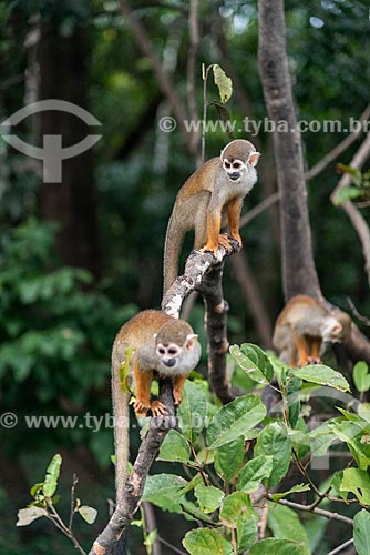  Macaco-de-cheiro (Saimiri sciureus) na floresta amazônica  - Iranduba - Amazonas (AM) - Brasil