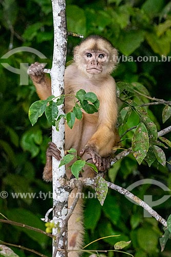  Macaco Prego na floresta amazônica  - Iranduba - Amazonas (AM) - Brasil