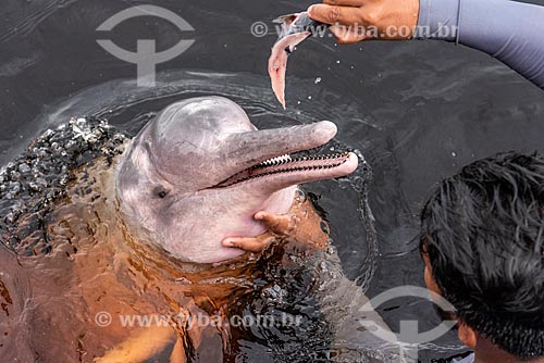  Homem alimentando boto-cor-de-rosa (Inia geoffrensis) - flutuante dos botos no Rio Negro  - Amazonas (AM) - Brasil