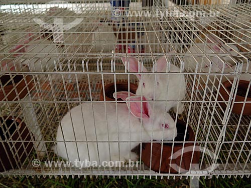  Criação de coelhos  - Cotiporã - Rio Grande do Sul (RS) - Brasil
