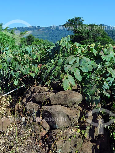  Moirão de antigo parreiral de uvas  - Cotiporã - Rio Grande do Sul (RS) - Brasil