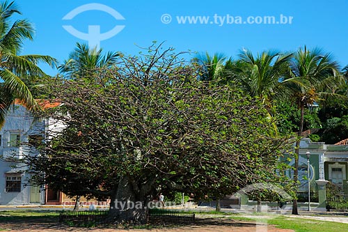  Baobá (Adansonia) na Rua do Sol  - Olinda - Pernambuco (PE) - Brasil
