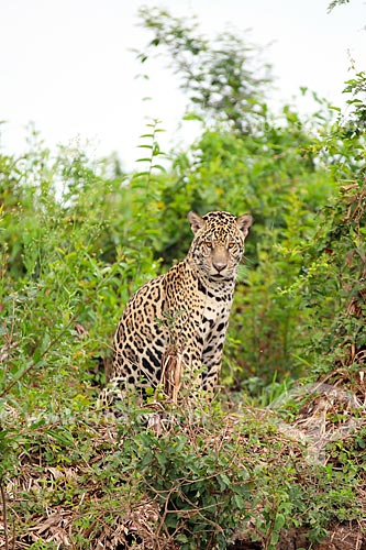  Onça pintada (Panthera onca)  - Poconé - Mato Grosso (MT) - Brasil