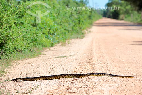  Sucuri (Eunectes murinus) atravesando a rodovia transpantaneira  - Poconé - Mato Grosso (MT) - Brasil