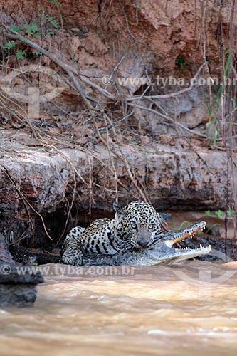  Onça pintada (Panthera onca) caçando jacaré na margem do Rio Três Irmãos  - Poconé - Mato Grosso (MT) - Brasil