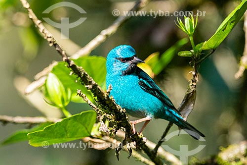 Saí-azul (Dacnis cayana) - na Área de Proteção Ambiental da Serrinha do Alambari  - Resende - Rio de Janeiro (RJ) - Brasil