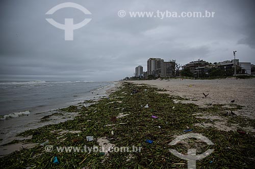  Acumulo de Gigogas (Eichhornia crassipes) na praia da Barra da Tijuca devido à poluição nas lagoas da região  - Rio de Janeiro - Rio de Janeiro (RJ) - Brasil