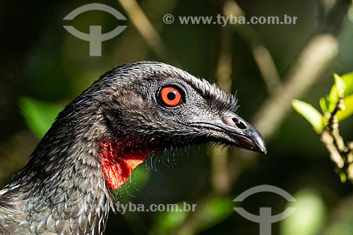  Jacuguaçu (Penelope obscura) na Área de Proteção Ambiental da Serrinha do Alambari  - Resende - Rio de Janeiro (RJ) - Brasil