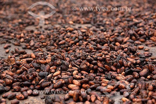  Detalhe de grãos de cacau na barcaça - processo de secagem tradicional e natural  - Belmonte - Bahia (BA) - Brasil