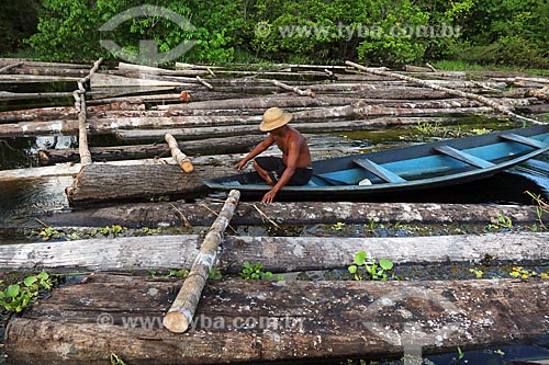  Toras de madeira ilegal como Samaúma, Cedro, Mogno, Itaúba, Assaçu, entre outras apreendidas na Comunidade Santo Antônio. As toras são advindas da Reserva de Desenvolvimento Sustentável (RDS) do Piranha e da RDS do Piagaçú-Purús  - Manacapuru - Amazonas (AM) - Brasil